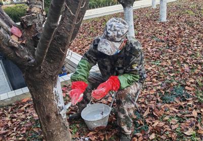 房县东城小学：寒冬护绿意 校园待春晖