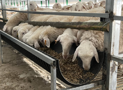 房县青峰镇：茶香酒醇映振兴 家门口前稳增收