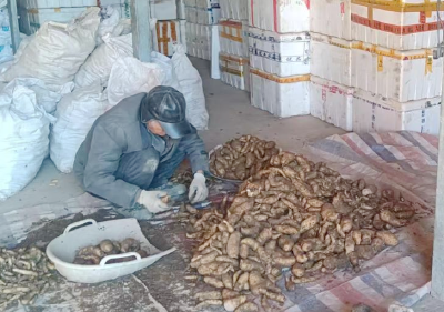 野人谷镇：发展天麻种植助力乡村产业振兴