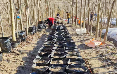 房县窑淮镇：天麻种出致富路 乡村振兴底气足