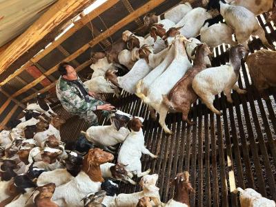 “咩咩”声里话增收 白鹤镇谢湾村：让绿水青山变成养羊致富的“金山银山”