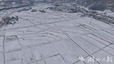 白鹤镇：冬油菜长势喜人 静待来年好“丰”景