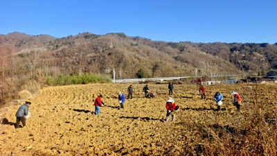 土城镇塘埂村：不负冬耕好时光 药材种植正当时