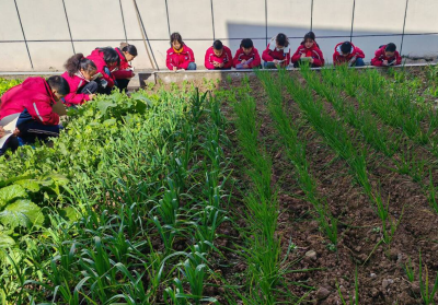 城关镇炳公小学：冬日“蔬”香里的自然课堂