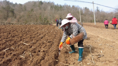 尹吉甫镇榔口村：冬播艾草抢农时 深耕沃土铺富路