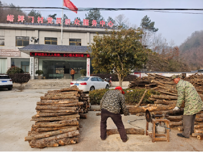 十堰房县：菌香漫峪坪 段木育新机