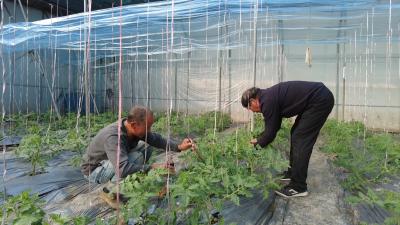 白鹤镇赤岩村：大棚蔬菜管护忙