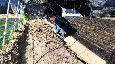 上龛乡仓坪村：抢抓农时忙春管 孕育增收“金苗苗”