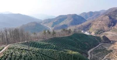 房县：荒山变生态茶园助农增收
