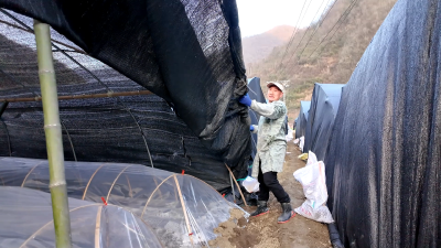 【新春走基层】从“后八轮”到田垄间  ——邵荣兵返乡“种”出好日子