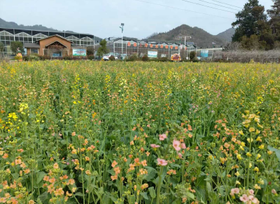 化龙堰镇上湾村：彩色花田蹚出乡村致富路