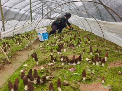 房县青峰镇：菌菇双收添活力 峪坪产业兴百家