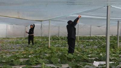 白鹤镇：大棚绿意浓 瓜农管护忙