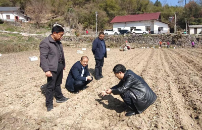 野人谷镇：春潮涌动播新绿 黄精飘香促振兴