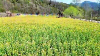赴花约·醉春光房县彩色花海等你来，来房县
接住春天的温柔。