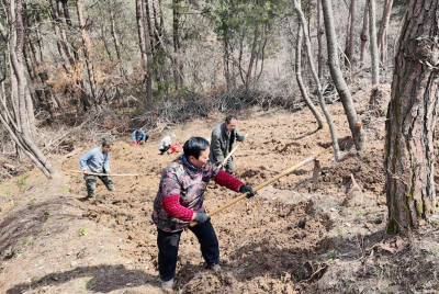 窑淮镇：林下天麻成富民“良方”
