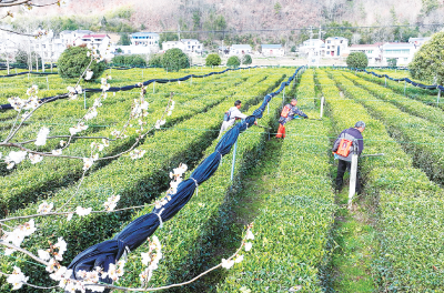 茶园春管忙 茶香飘海外