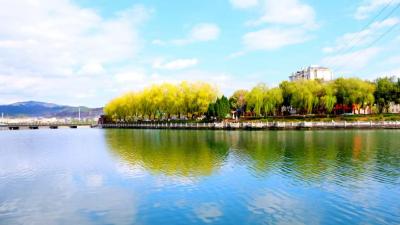 柳映房州水，翠护“母亲河 ”