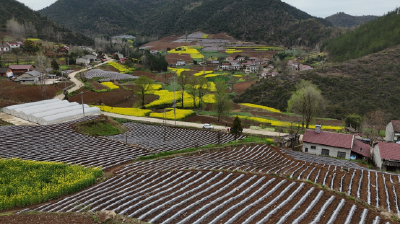 房县青峰镇：春烟覆膜忙 致富劲头足