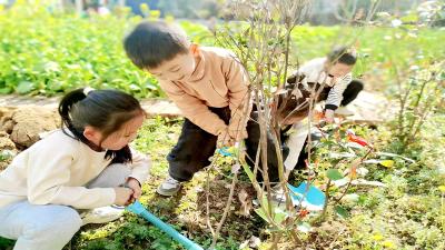 房县青峰镇中心幼儿园：绿满校园 童心筑梦