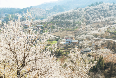 满城酒香满城花
