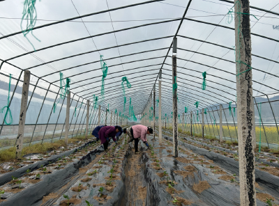 化龙堰镇：春日田间耕种忙 蔬菜产业助振兴