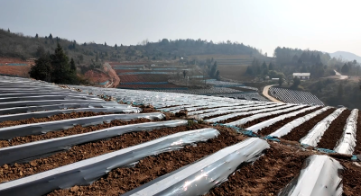 【记者走基层】门古寺镇叶家河村：机械滴灌双赋能  烟田沃野启新程