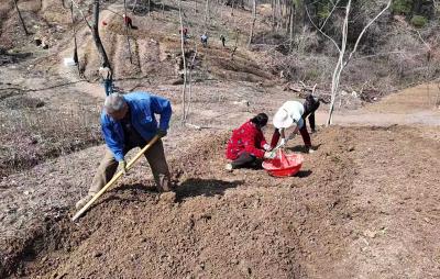 窑淮镇：做优黄精产业 赋能乡村振兴