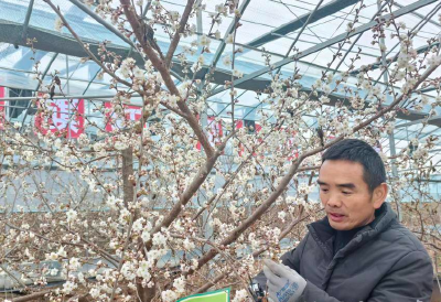 枝头“春意浓” 致富“钱”景好