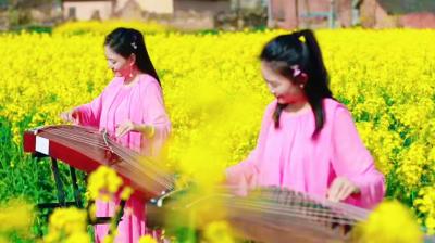 军店镇：金色花海映古建 文旅融合醉游人