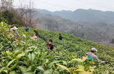 窑淮镇：春管茶园正当时 赋能乡村产业兴