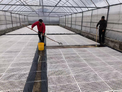 房县野人谷镇：烟叶育苗全面收官 百亩“金叶”静待移栽致富路