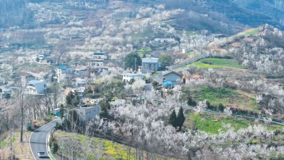 樱桃花开满枝头 乡村美景入画来