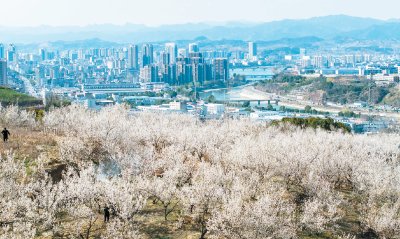 又是八里樱桃花开时