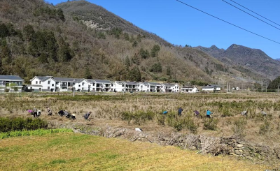 窑淮镇后河村：抢抓农时管护忙 绘好茶园“春耕图”