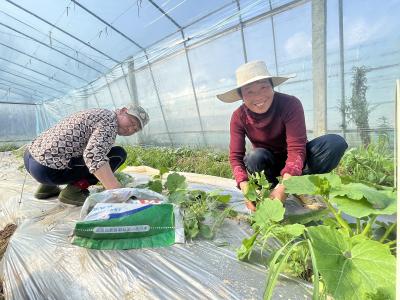 白鹤镇：瓜苗管护正当时 精耕细作盼丰收