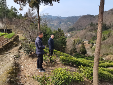 房县姚坪乡：党旗领航茶飘香 产业兴旺促振兴