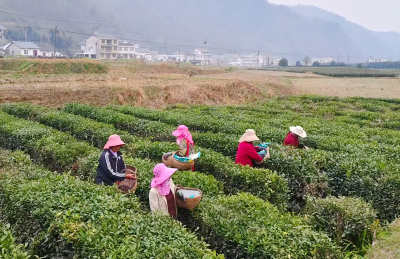 窑淮镇：茶园春管正当时 科学施肥促增收