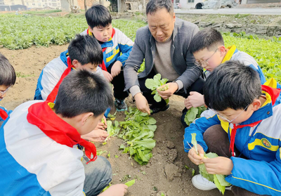 ​城关镇八一希望小学：菜地里的劳动课，收获“别样甜”