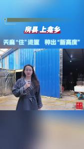 房县上龛乡：天麻“住”进框 增收有保障