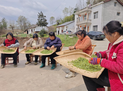 窑淮镇：春茶采收正当时 茶农增收笑开颜