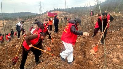 房县交通运输局：组织开展义务植树活动为春日房陵再添新绿