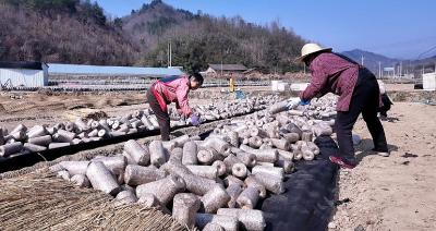 【记者走基层】土城镇通省馆村：小菌包撑开致富伞