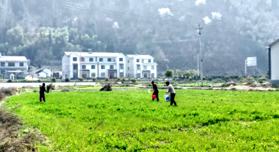 土城镇：幼苗追肥助春耕