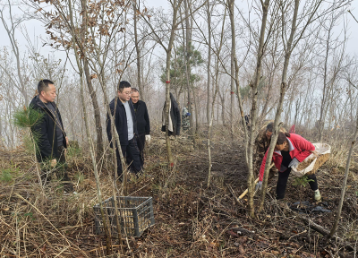 沙河乡：林下生“金” 黄精产业铺就致富路