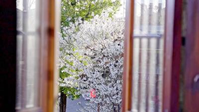 春风为信，以繁花为约，房县的春天把诗意都写进了风里