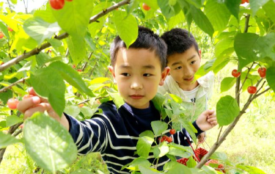 房县第十二届樱桃采摘季系列活动4月26日启幕 邀您共赴春日采摘之约