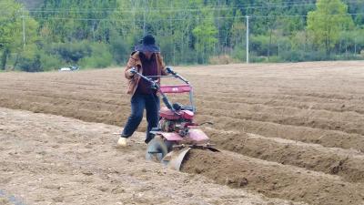 房县白鹤镇黄杨村：烤烟起垄覆膜忙 春耕备耕按下“快进键”