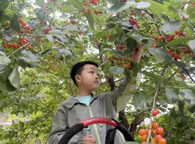城关镇第二幼儿园：采摘春日樱桃 邂逅自然美好
