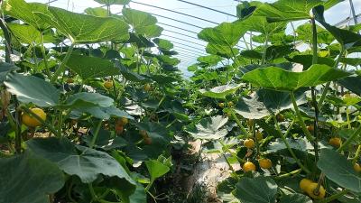 全县蔬菜产业现场推进会召开